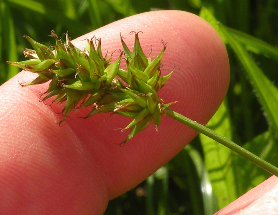Probabile Carex spicata